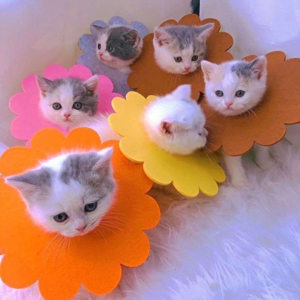 猫服 猫 エリザベスカラー | お花まんまるエリザベスカラー