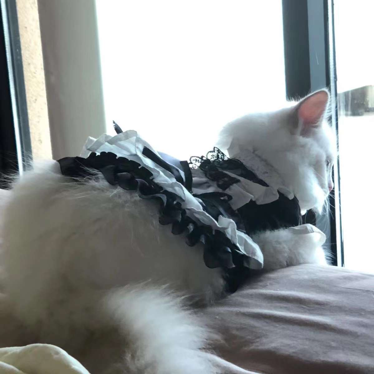 猫服  コスプレ | メイド風フリルワンピース