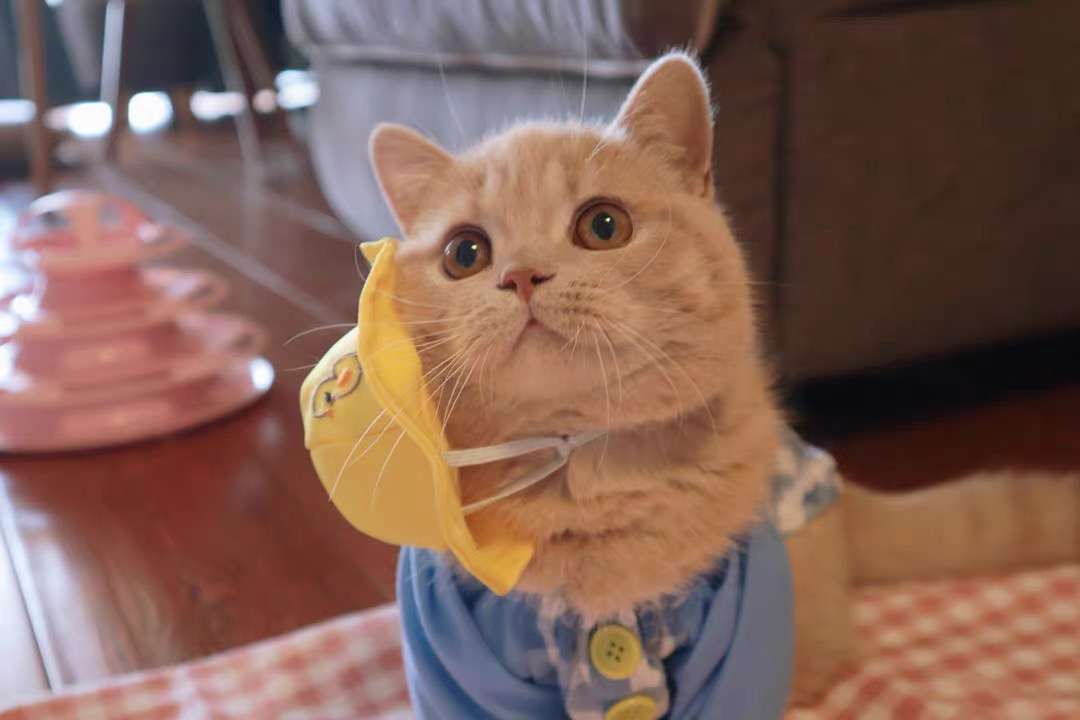 猫服  洋服 | 猫用チェック柄オーバーオール