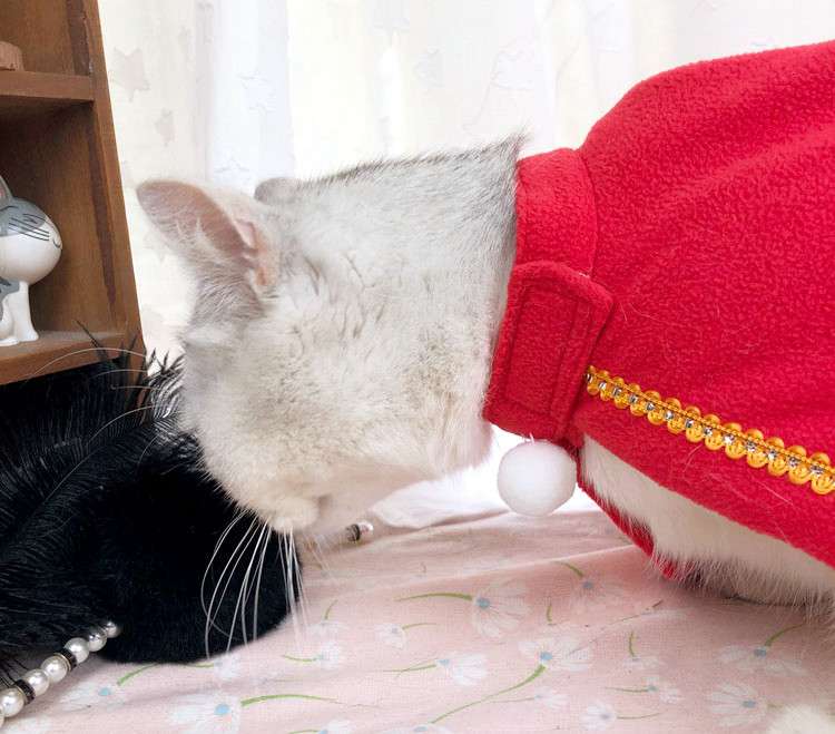 猫服  コスプレ | 魔法使い猫ちゃんコスプレセット