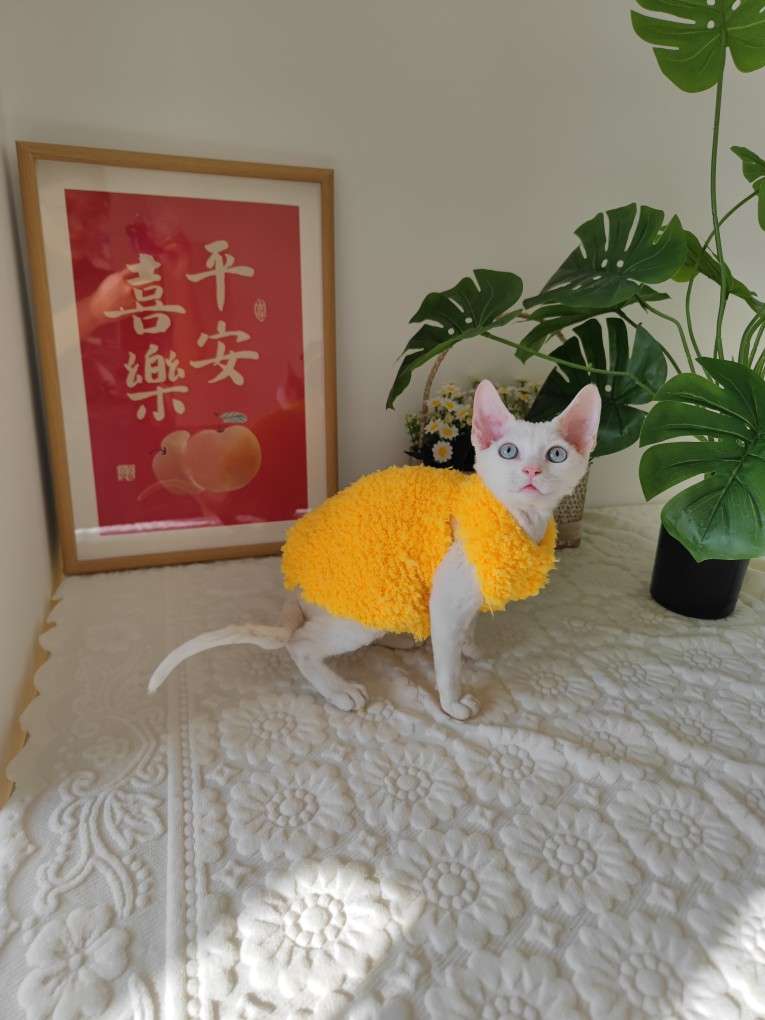 猫服  スフィンクス | モコモコあったかスフィンクスキャットウェア