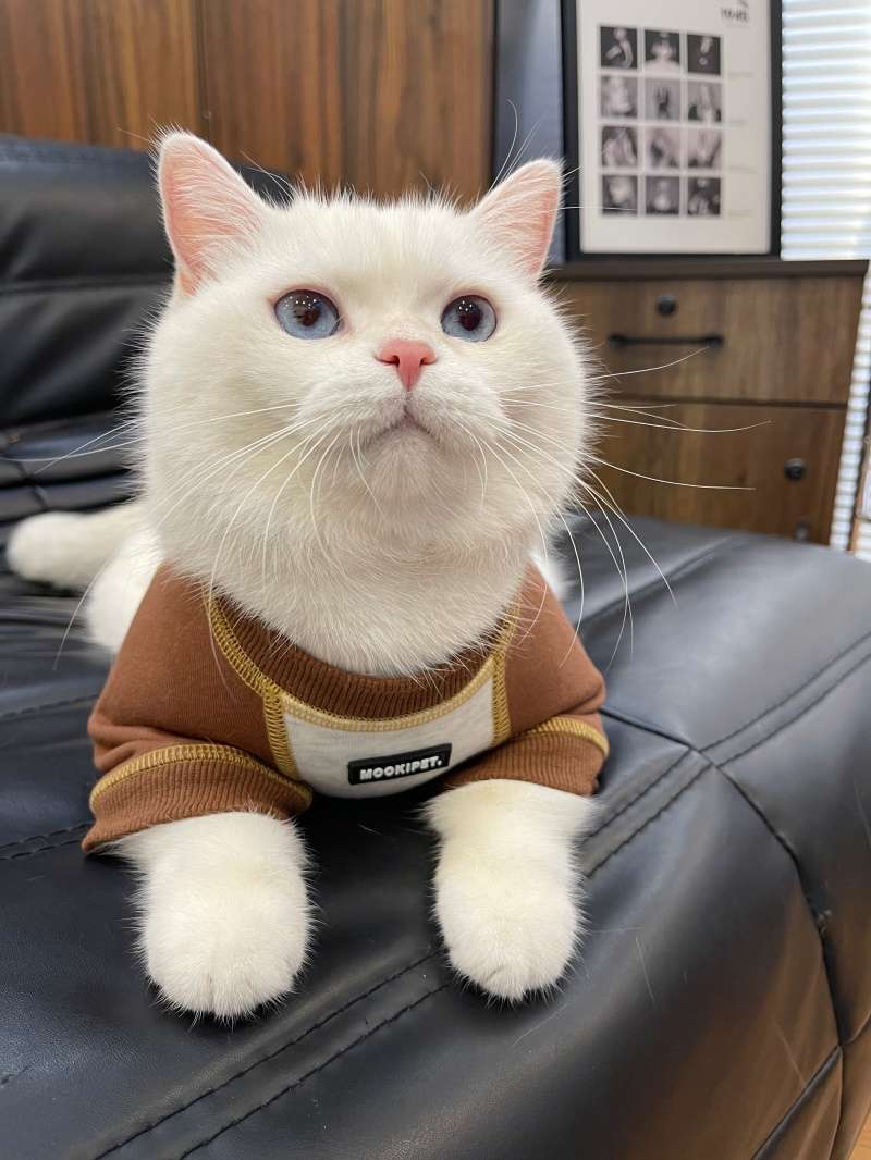 猫服  洋服 | ペット用おしゃれカジュアルウェア3点セット