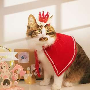 猫服  コスプレ | ねこちゃんのクリスマスコスプレ3点セット