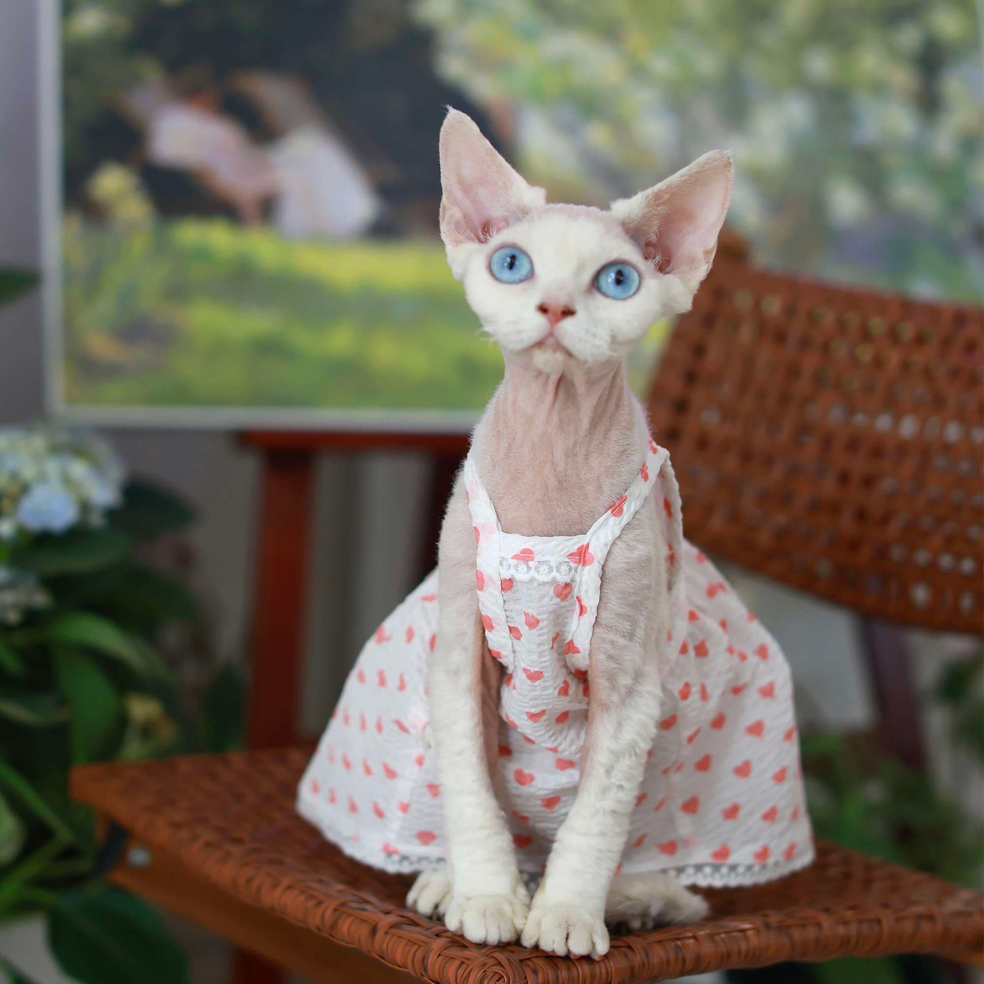 猫服  洋服 | ハートドット柄キャットドレス