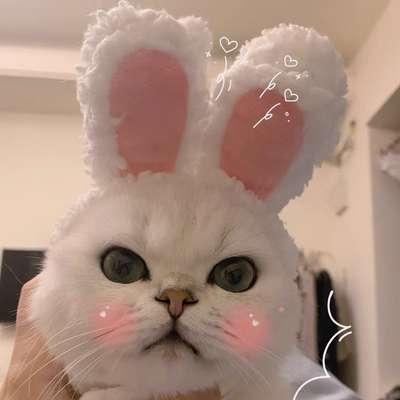 猫服  帽子 | もふもふアニマル変身帽子セット