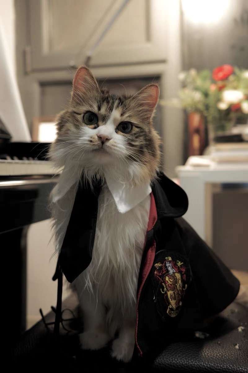 猫服  コスプレ | 魔法学校風 猫用ローブ