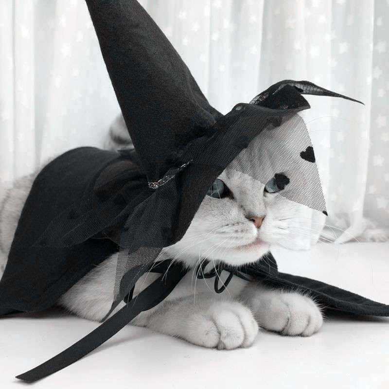 猫服  コスプレ | 魔法使い猫ちゃんコスプレセット