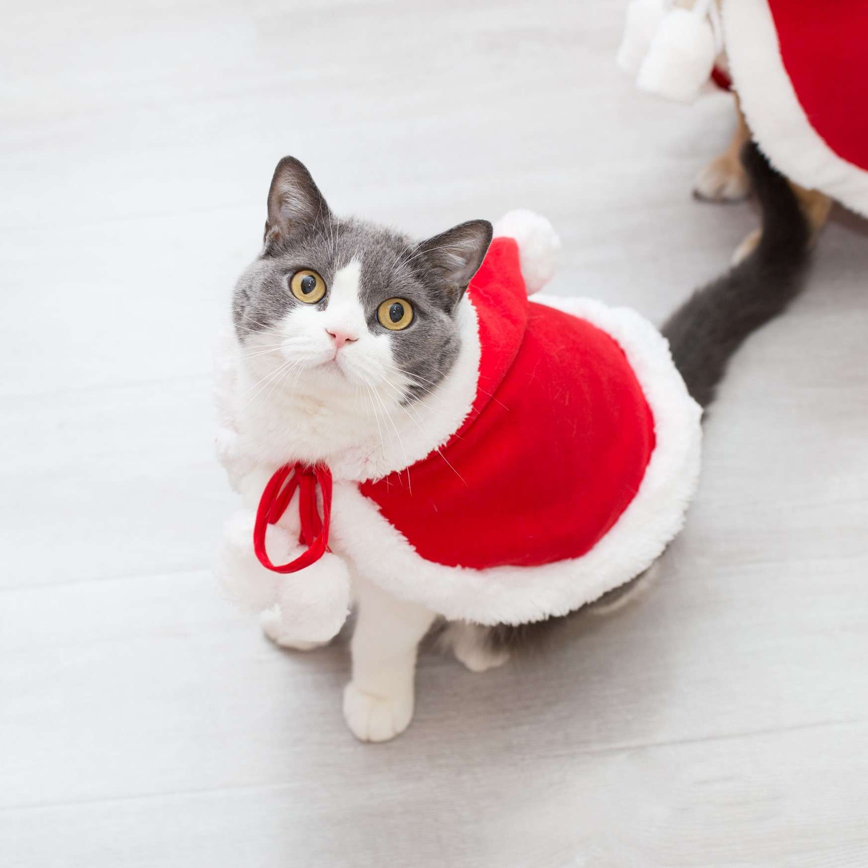 猫服  コスプレ | ペット用サンタクロース風マント