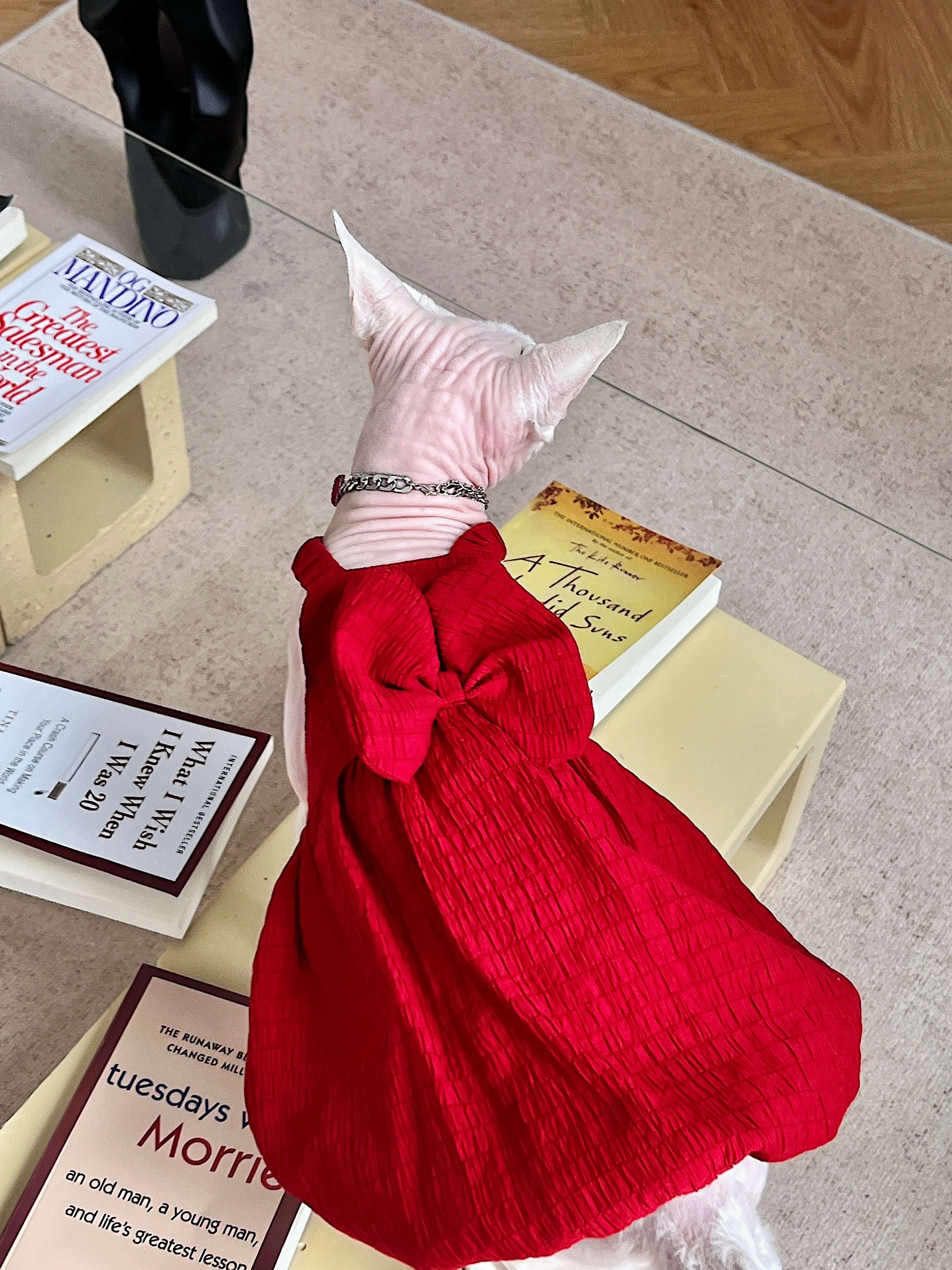 猫服  スフィンクス | スフィンクスの優雅な赤いドレス