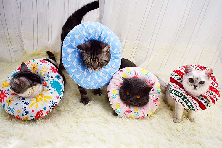 猫服 猫 エリザベスカラー | ふわもこペット用プリントエリザベスカラー