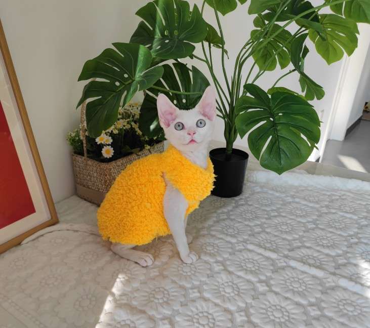 猫服  スフィンクス | モコモコあったかスフィンクスキャットウェア