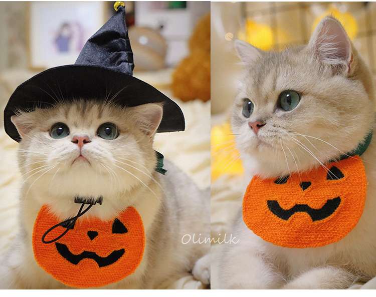 猫服  コスプレ | ハロウィン魔法使い猫コスチュームセット