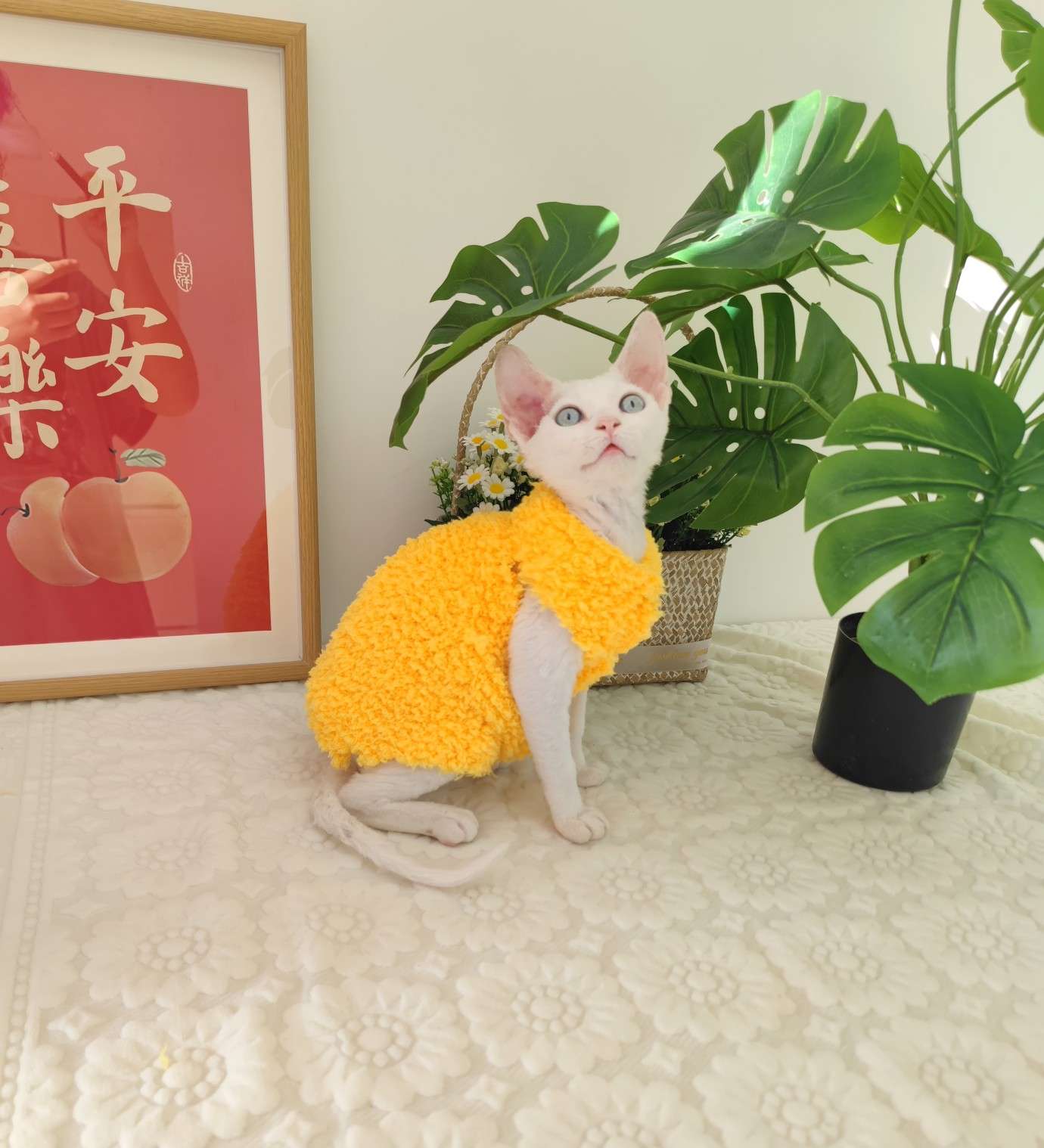 猫服  スフィンクス | モコモコあったかスフィンクスキャットウェア