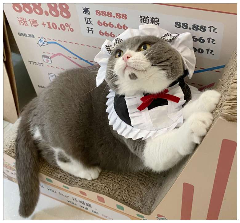 猫服  コスプレ | メイド風フリルエプロン猫用コスチューム