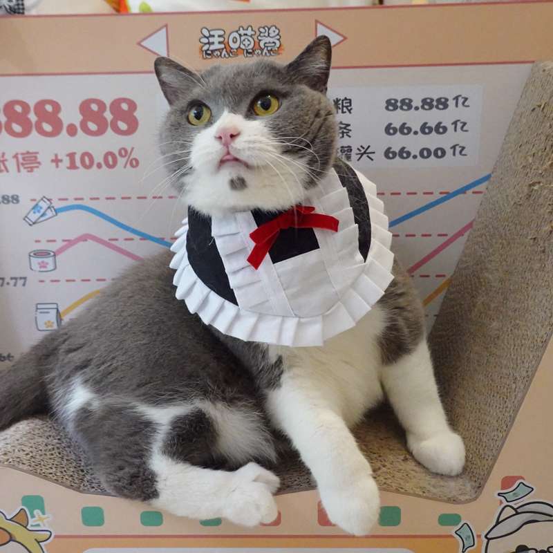 猫服  コスプレ | メイド風フリルエプロン猫用コスチューム