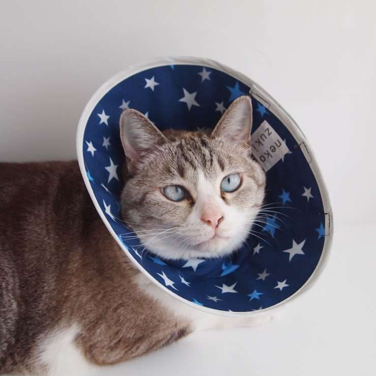 猫服 猫 エリザベスカラー | 星空キャットカラー リラックスタイプ