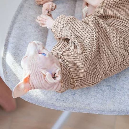 猫服  スフィンクス | スフィンクスのあったかニットセーター