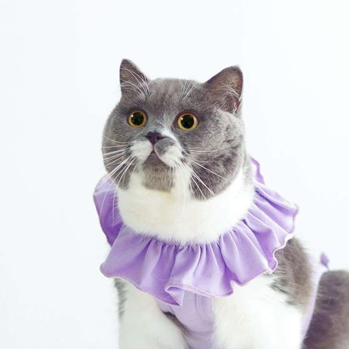 猫服  術後服 | ふんわりフリル付き猫用術後服