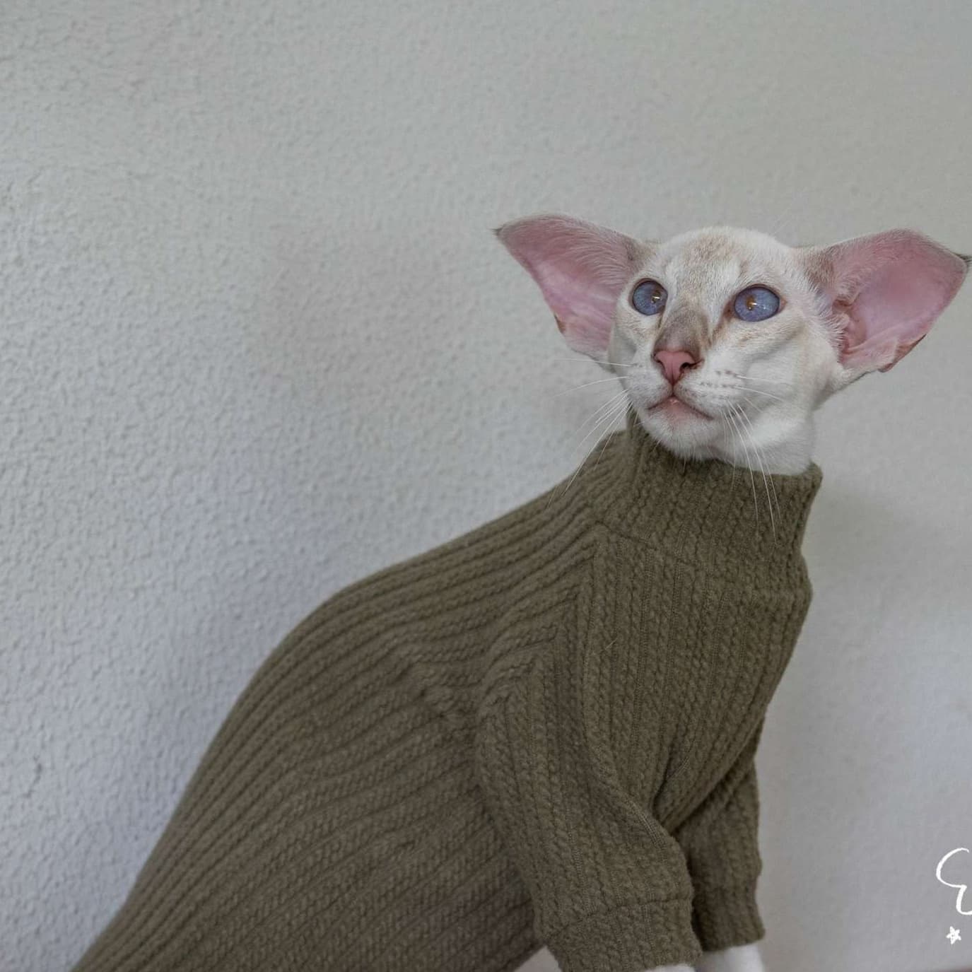 猫服  スフィンクス | スフィンクスのあったかニットセーター