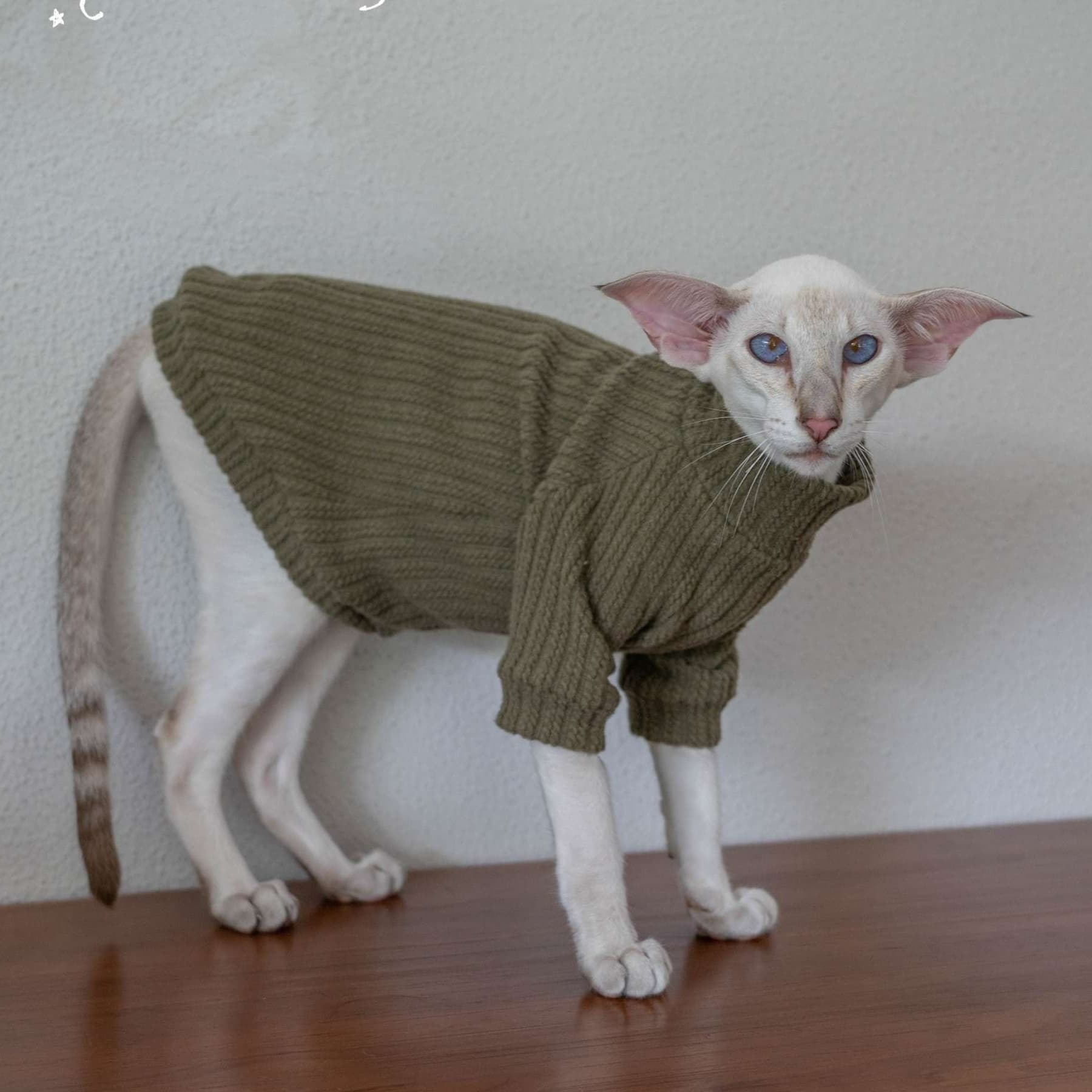 猫服  スフィンクス | スフィンクスのあったかニットセーター