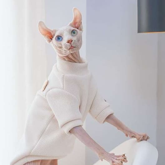猫服  スフィンクス | スフィンクスの暖かニットウェア