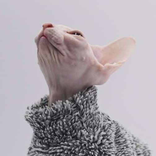 猫服  スフィンクス | ウィンターウォーム スフィンクスキャットウェア