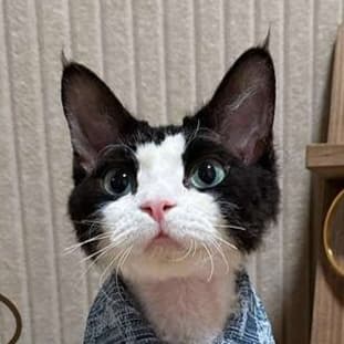 猫服  スフィンクス | スフィンクスのデニムジャケット