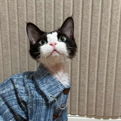 猫服  スフィンクス | スフィンクスのデニムジャケット