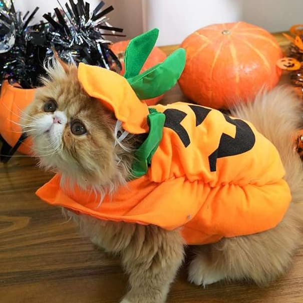 猫服  コスプレ | ハロウィンかぼちゃ猫用コスチューム