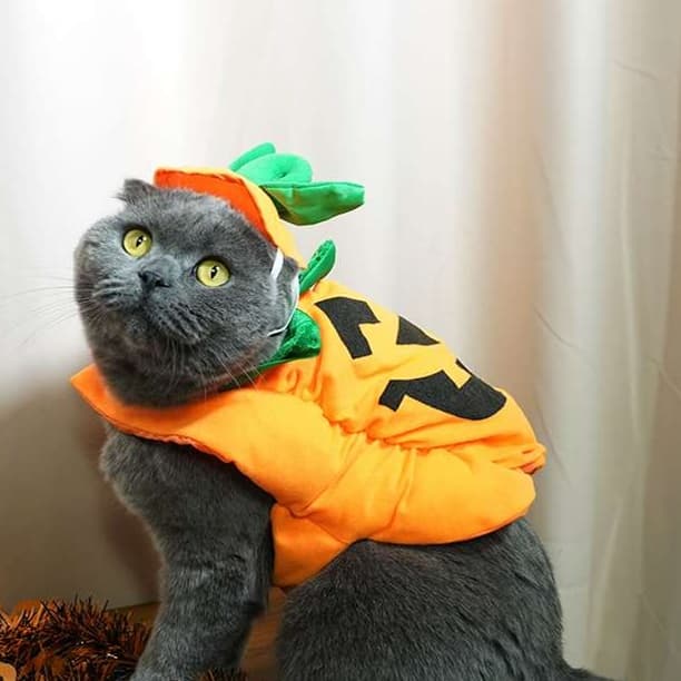 猫服  コスプレ | ハロウィンかぼちゃ猫用コスチューム