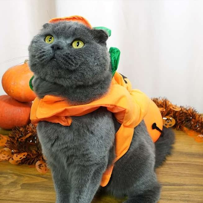 猫服  コスプレ | ハロウィンかぼちゃ猫用コスチューム