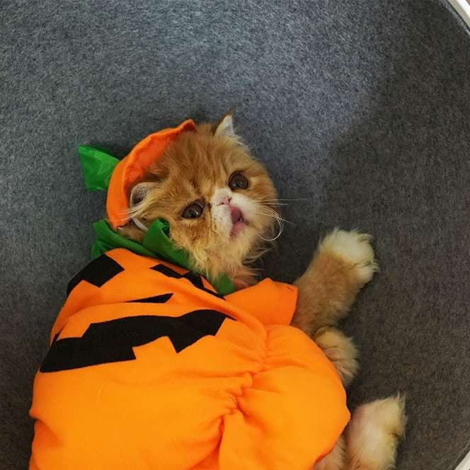 猫服  コスプレ | ハロウィンかぼちゃ猫用コスチューム