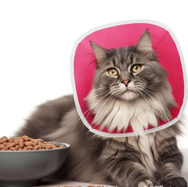 猫服 猫 エリザベスカラー | やさしいニャンコのエリザベスカラー