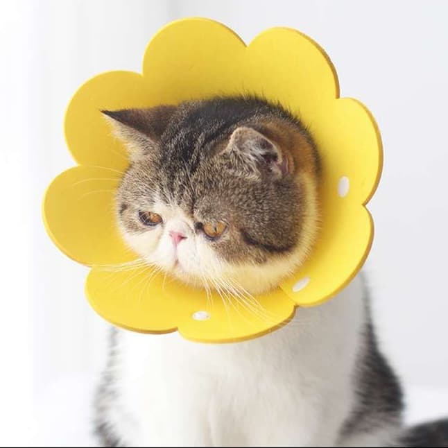 猫服 猫 エリザベスカラー | 花びらエリザベスカラー