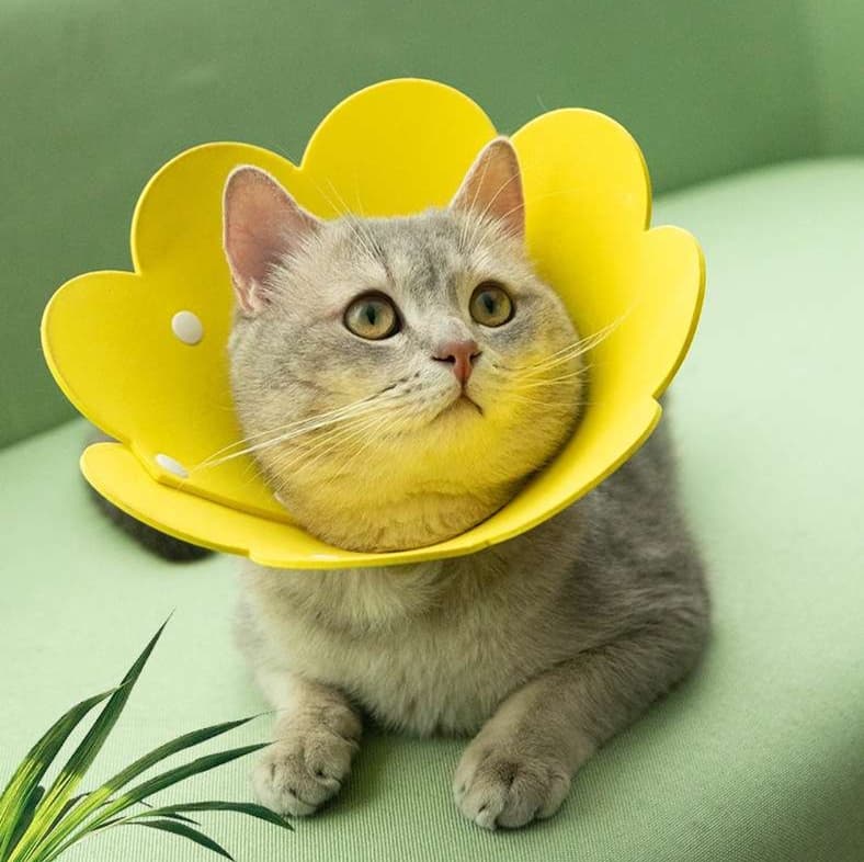 猫服 猫 エリザベスカラー | 花びら型ペット保護具