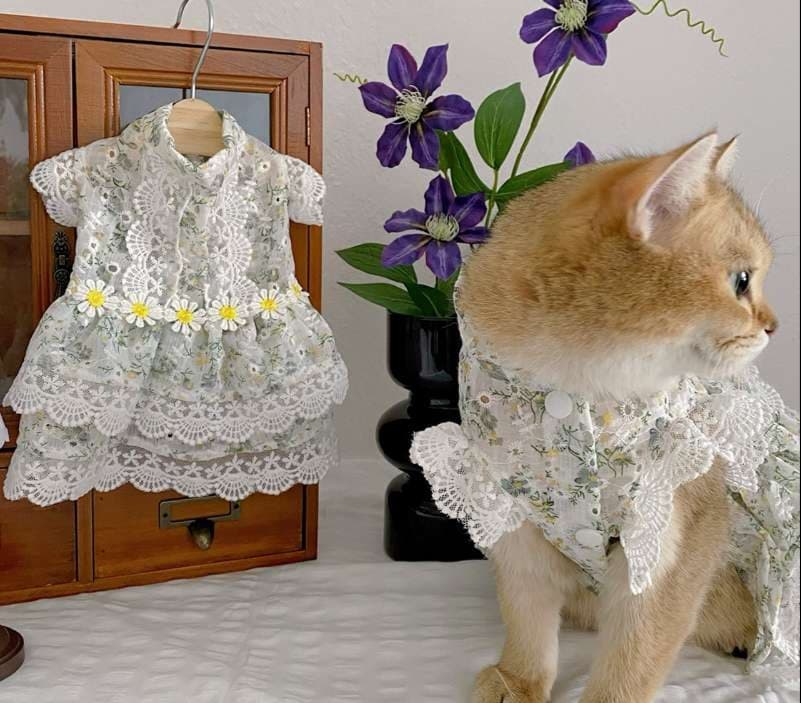 猫服  洋服 | レース付き花柄ワンピース