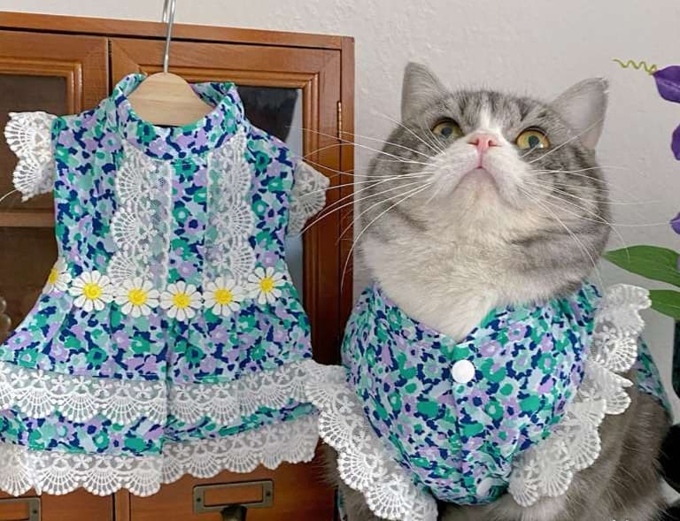 猫服  洋服 | レース付き花柄ワンピース
