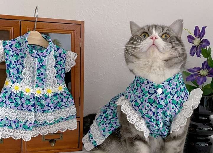 猫服  洋服 | レース付き花柄ワンピース