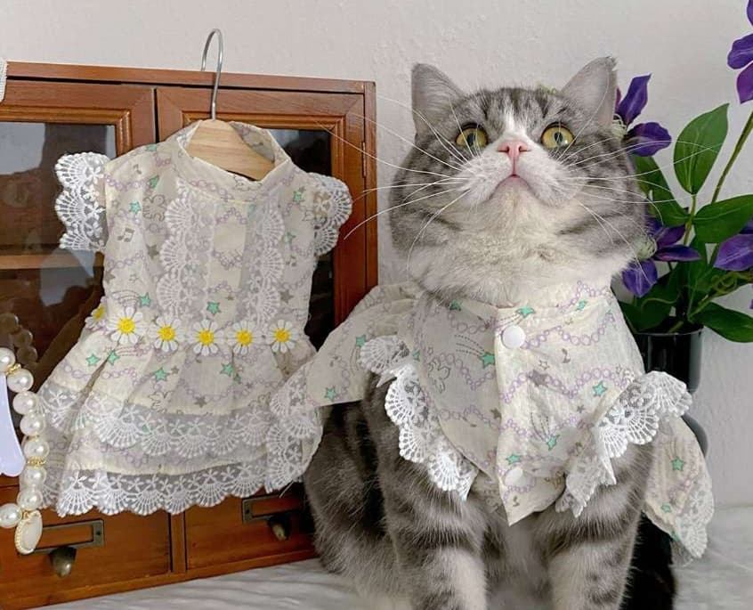 猫服  洋服 | レース付き花柄ワンピース