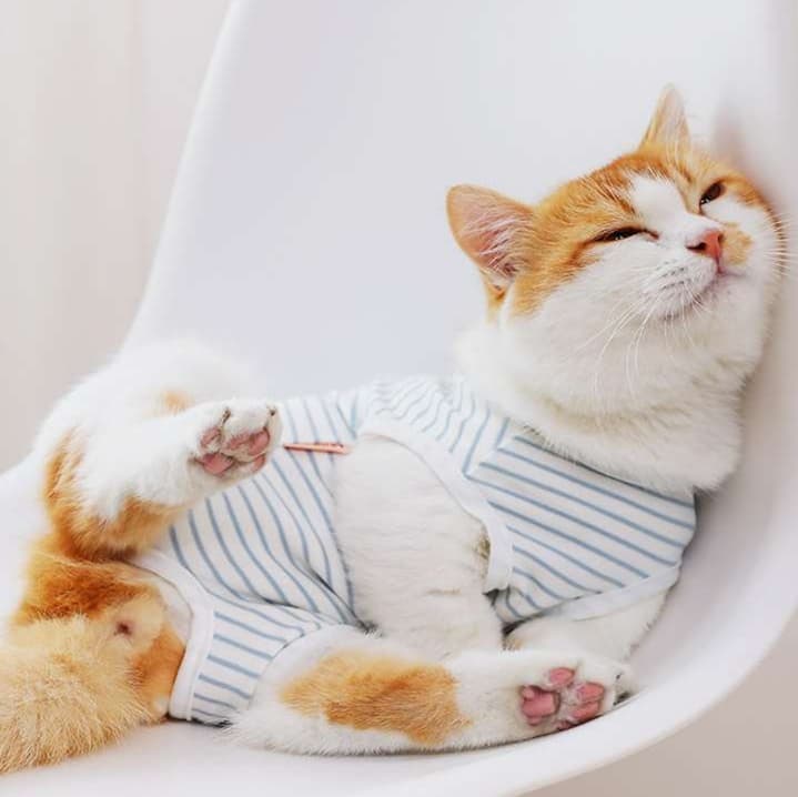 猫服  術後服 | 猫用ストライプ柄術後服快適ウェア