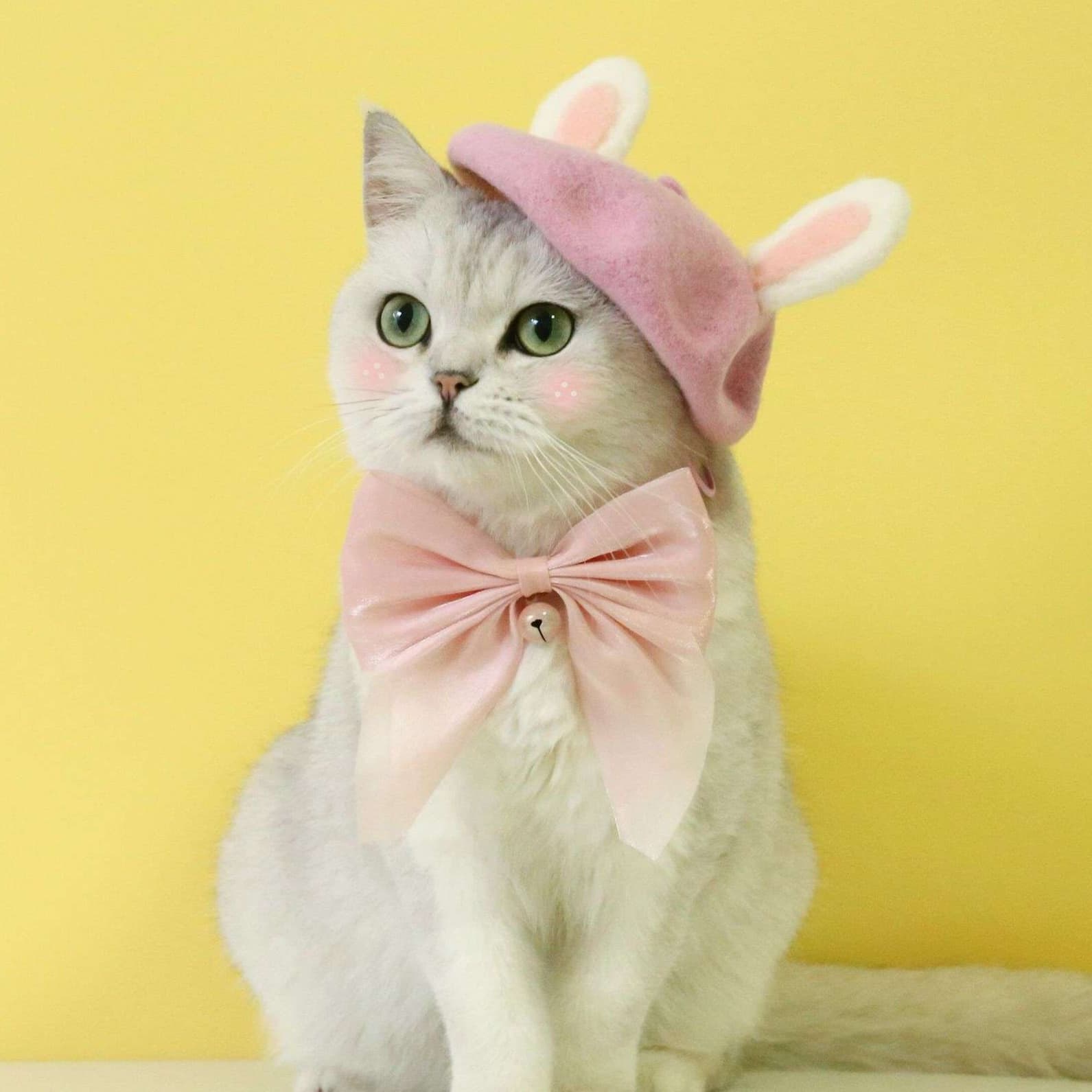 猫服  帽子 | もふもふウサギ耳ベレー帽