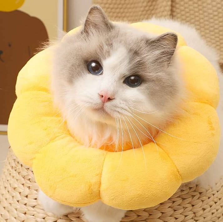 猫服 猫 エリザベスカラー | ふわもこお花型エリザベスカラー