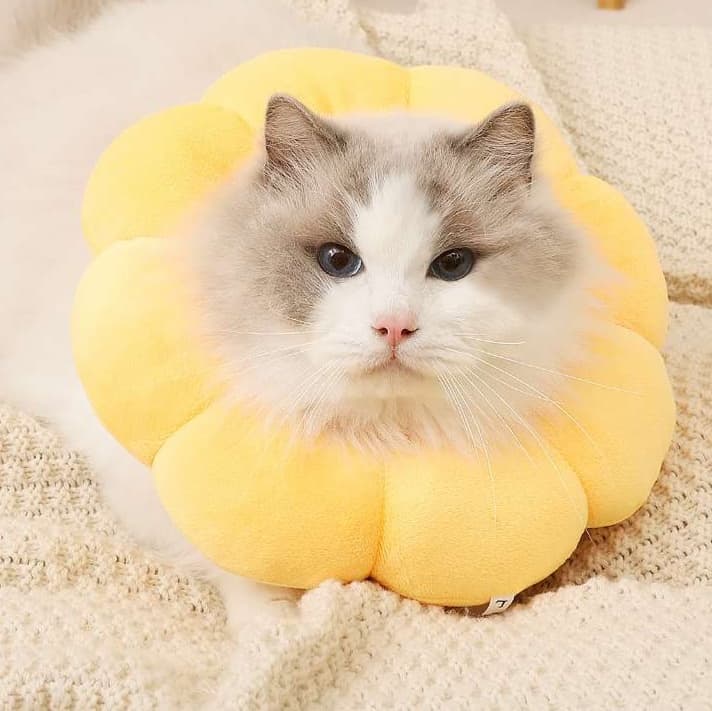 猫服 猫 エリザベスカラー | ふわもこお花型エリザベスカラー
