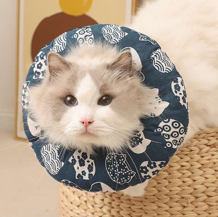 猫服 猫 エリザベスカラー | ふわもこお花型エリザベスカラー