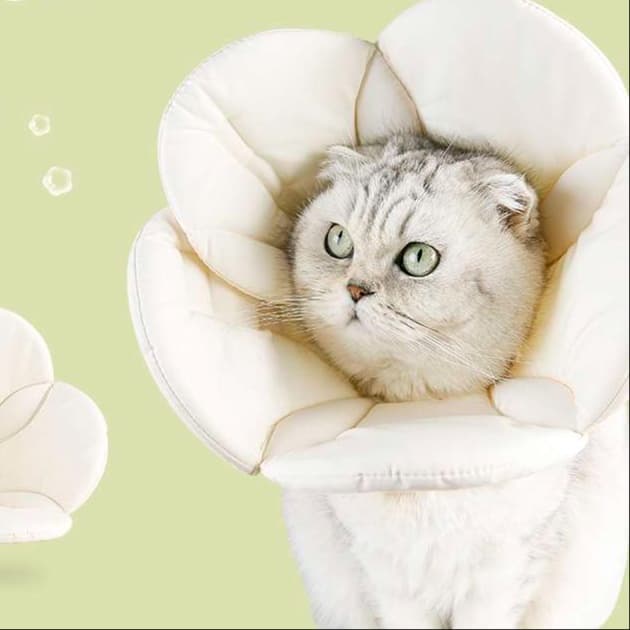 猫服 猫 エリザベスカラー | お花型ペット用保護具
