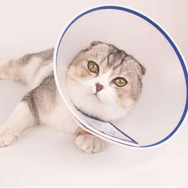 猫服 猫 エリザベスカラー | ペット用美容安心エリザベスカラー