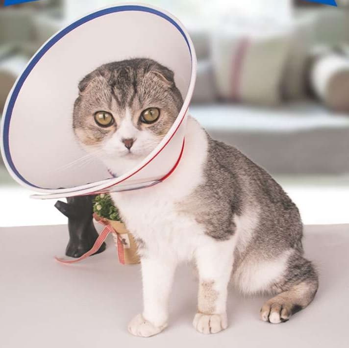 猫服 猫 エリザベスカラー | ペット用美容安心エリザベスカラー