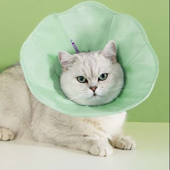 猫服 猫 エリザベスカラー | もふもふ安心エリザベスカラー