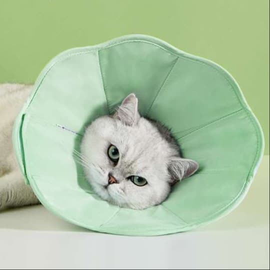 猫服 猫 エリザベスカラー | もふもふ安心エリザベスカラー