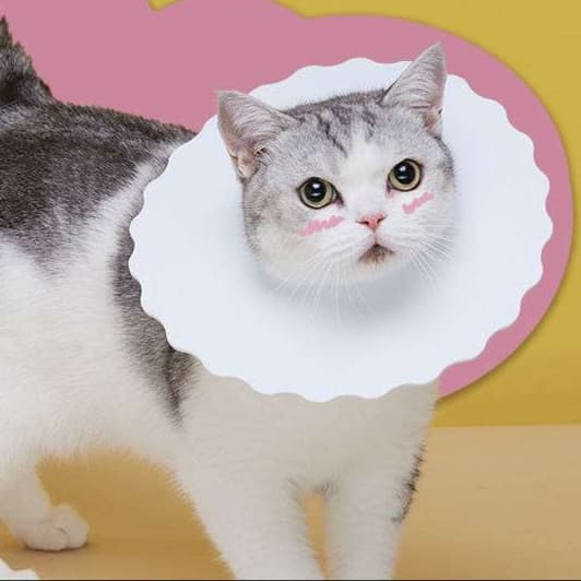 猫服 猫 エリザベスカラー | もふもふ快適エリザベスカラー